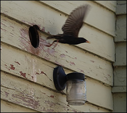 bird removal Thomasville