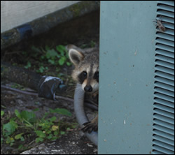 raccoon removal Thomasville